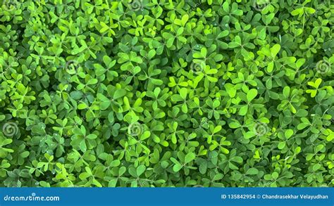 Texture of Green Dense Foliage in Sunlight Stock Photo - Image of emerald, closeup: 135842954