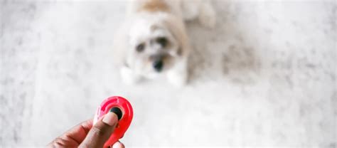 Dressage Du Chien Au Clicker Exercices Pour Debutants Maxi Zoo