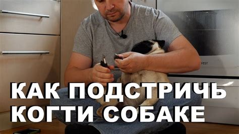 Как подстричь собаке когти в домашних условиях. Стрижка ногтей для ...