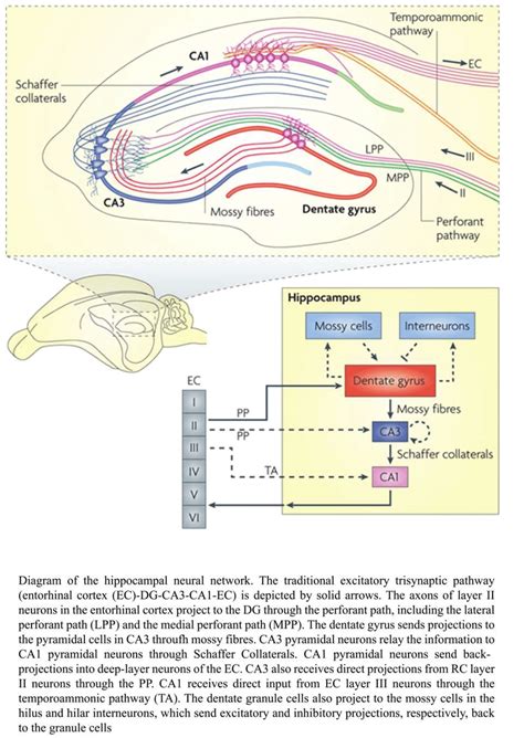 An Illustration Of The Hippocampal Circuitry From Deng Et Al