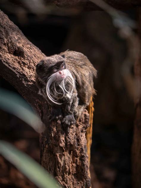 Incredible Amazon Rainforest Monkeys I Heart Brazil