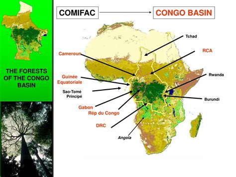 Ppt The Forests Of The Congo Basin Powerpoint Presentation Free Download Id1751266