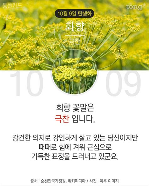 10월 9일 탄생화 회향 디지틀조선일보디조닷컴