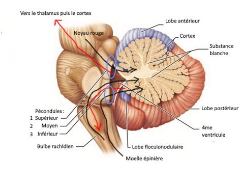 Cervelet Anatomie Fonctions Et Troubles Associ S Neuromedia