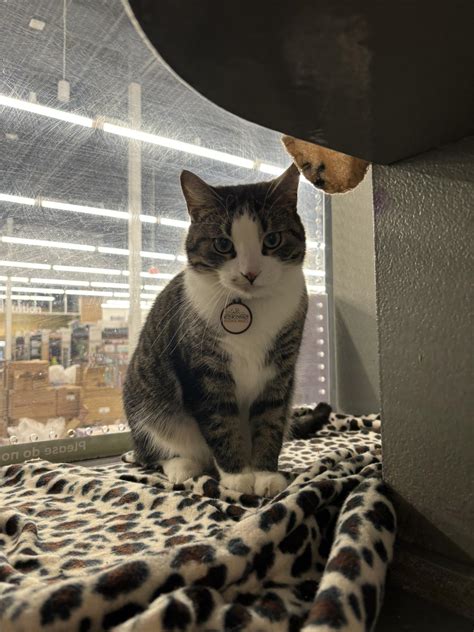 Kokomo - 🩵⛈️Meet Stormy! ⛈️ 🩵 Stormy is a 3.5 year old male cat