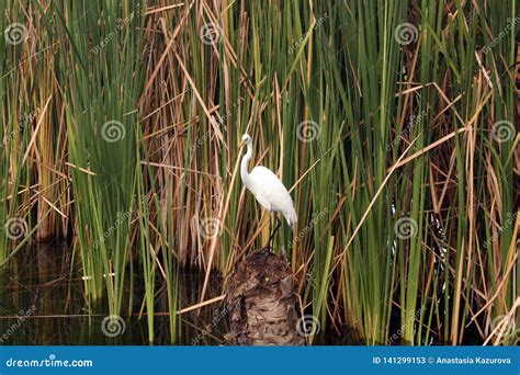 Heron In The Reeds On The Pond Stock Image Image Of Drought Avian