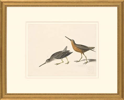 Audubon S Watercolors Octavo Pl 335 Short Billed Dowitcher Audubon