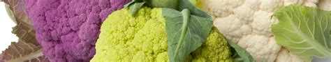 How to Grow Cauliflower Seeds | The Seed Collection