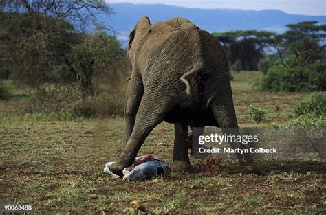 Giving Birth To An Elephant Photos and Premium High Res Pictures ...