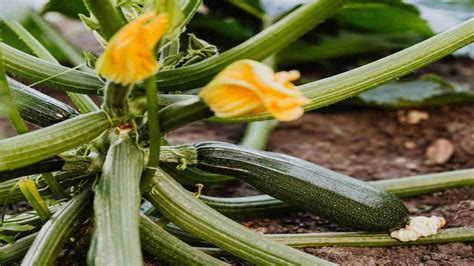 Zucchine Quando Piantarle Nell Orto Una Mini Guida