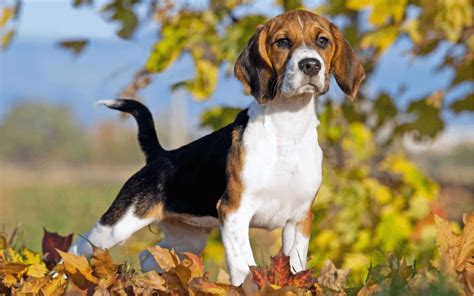 中型犬の種類が知りたい方必見人気の犬種や飼いやすさもチェックしてみよう poppetポペットペット大好き