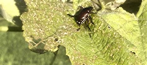 Japanese Beetles Commonly Known As June Bugs Are Major Pests And Can