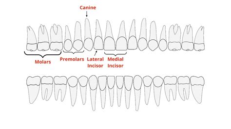 The Tooth Types Function Structure And Nomenclature