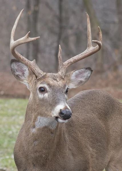 Pictures Young Buck Young Whitetail Deer Buck — Stock Photo