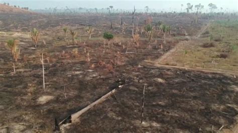 Deforestaci N En La Selva Amaz Nica De Brasil Alcanza Un Nivel R Cord