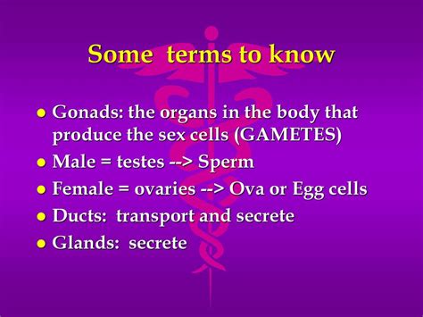 The Reproductive System Ppt Download