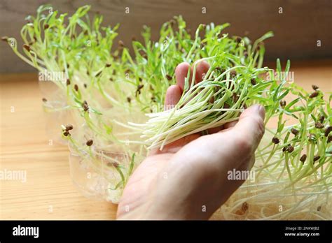 Freshly Harvested Water Spinach Hydroponic Microgreens Grown As Edible