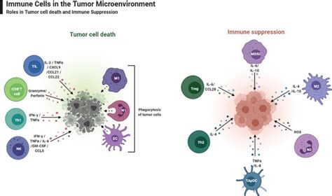 Figure 4 [immune Cells In The Tumor ] Ovarian Cancer Ncbi Bookshelf