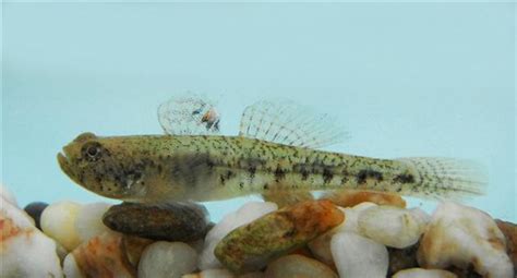 Атлантическая сельдевая акула, или ламна (Lamna nasus) | adriaticnature
