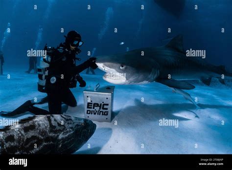 Putting His Hand On The Shark Grand Bahama Bahamas Incredible Images