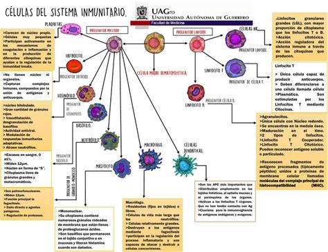 C Lulas Del Sistema Inmunitario Facmed Notes Udocz