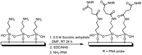 Chemistry Of Glass Surface Modification With Pna Probe Download Scientific Diagram