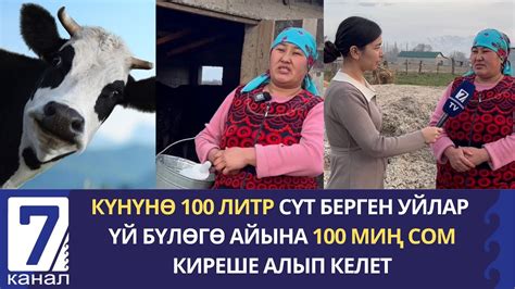 КҮНҮНӨ 100 ЛИТР СҮТ БЕРГЕН УЙЛАР ҮЙ БҮЛӨГӨ АЙЫНА 100 МИҢ СОМ КИРЕШЕ ...