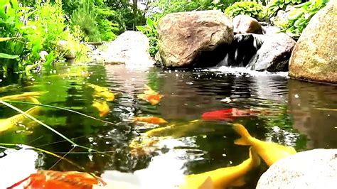 Koi Pond Youtube