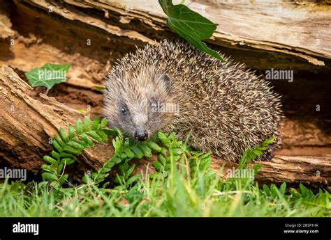 Igel Der Aus Dem Winterschlaf Auftaucht Fotos Und Bildmaterial In