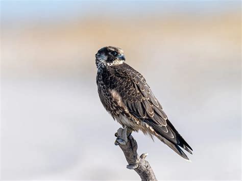 Peregrine Falcon Nesting: A Complete Guide | Birdfact