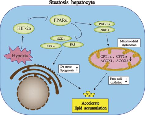 Hypoxia Exacerbates Nonalcoholic Fatty Liver Disease Via The Hif 2α