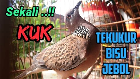 Pancingan Suara Tekukur Kuk Juara Sekali Kuk Derkuku Bisu Jebol