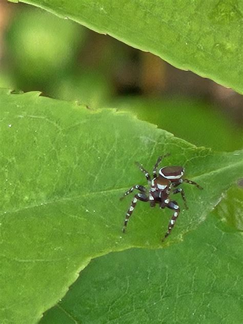 Common White Cheeked Jumping Spider From Meridian Hills Williams Creek