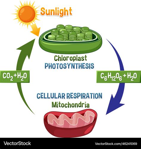 Photosynthesis and cellular respiration diagram Vector Image