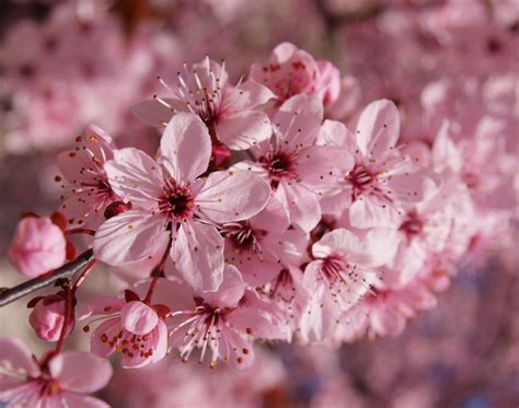 Prunus Cerasifera ‘nigra Tree Hillier Trees