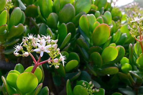 Votre Arbre De Jade Refuse De Fleurir Voici Comment Le Faire Panouir