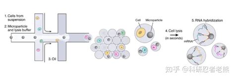 一文了解单细胞rna测序原理 知乎