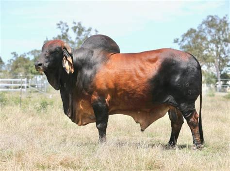 Rocky Repro Queenslands Bovine Reproduction Centre