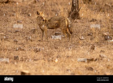 Indian Jackal Or Canis Aureus Indicus Subspecies Of Golden Jackal At