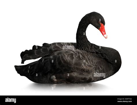 Beautiful black swan on white background Stock Photo - Alamy