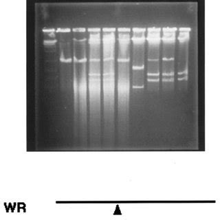 Restriction Enzyme Analysis Of Virus Genomes Using Chef Gel Bsc