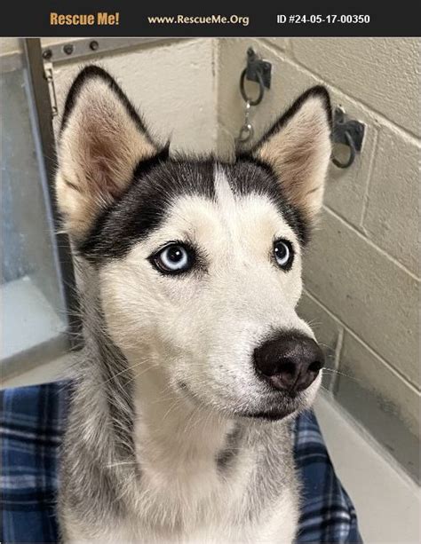 Adopt Siberian Husky Rescue Heathsville Va