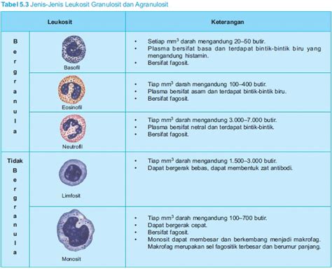 Indahnya Dunia Sains Fungsi Dan Komposisi Darah