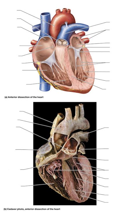 13 Cardiovascular Heart Heart Dissection Diagram Quizlet