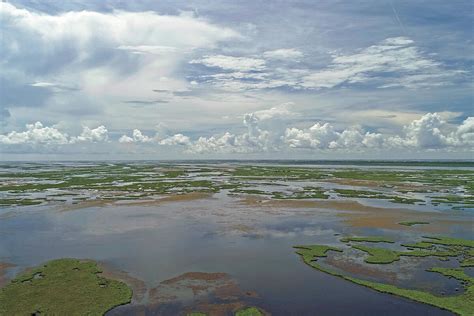 Mississippi River Delta Dilemma Wildfowl