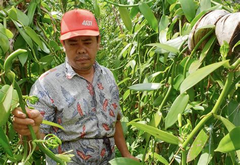 Petani Milenial Sukses Mengembangkan Vanili Si Emas Hijau