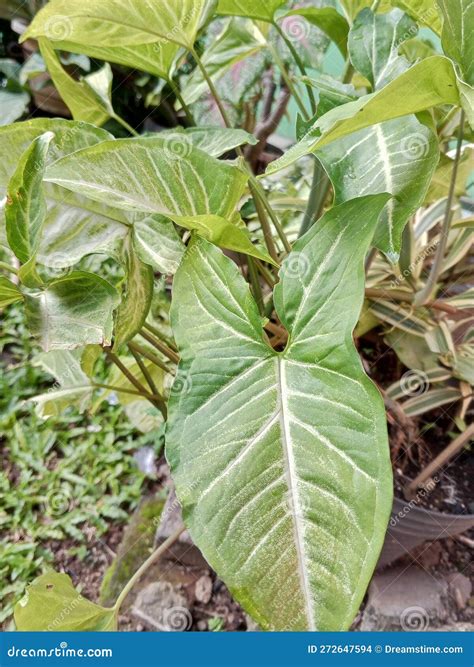 Ornamental Plant Syngonium Podophyllum Which Grows Stably in Tropical ...