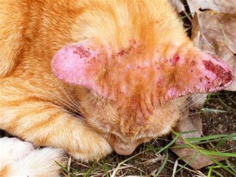 Bald Spots On Cats Causes Symptoms And Treatment Cat World