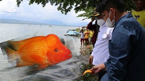 Bupati Toba Buka Sayembara Buru Ikan Red Devil Di Danau Toba Tiap