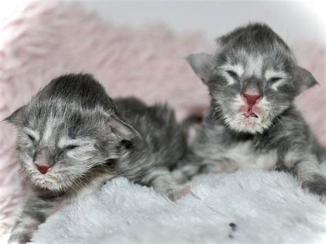 Chaton Maine Coon à réserver mâle blue silver blotched tabby de